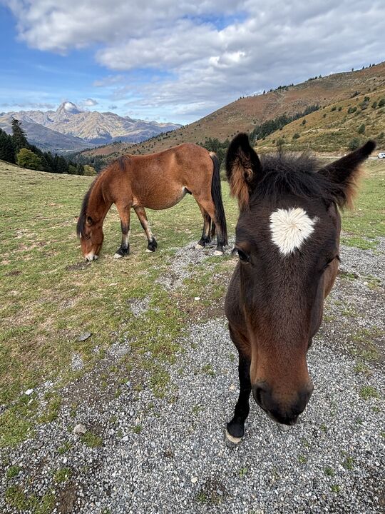 Col d'Aspin